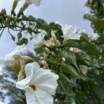 Ipomoea arborescens Flower