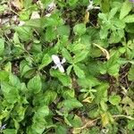 Viola × melissifolia Flower