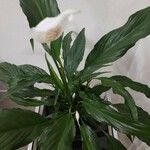 Spathiphyllum wallisiiLeht