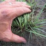 Digitaria monodactyla Habit