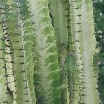 Euphorbia trigona Fulla