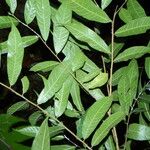 Brosimum costaricanum 葉