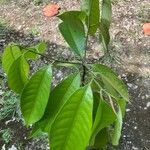 Myristica fragrans Yaprak
