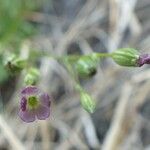 Silene antirrhina Natur