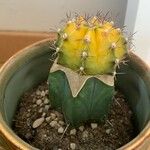 Gymnocalycium mihanovichii 形态