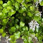 Plectranthus verticillatusЛисток