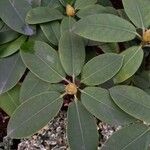 Rhododendron maximum List