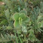 Kalanchoe laxiflora Leaf