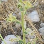 Cleome droserifolia