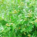 Zanthoxylum fagara Fruit