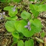 Viola mirabilis Kvet