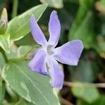 Vinca major Flor