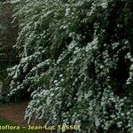 Spiraea media Habitus