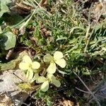 Erysimum bonannianum Fleur