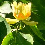 Liriodendron tulipifera Floro