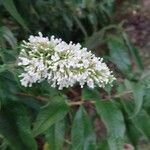 Buddleja albiflora Кветка