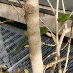 Phragmanthera usuiensis बार्क (छाल)