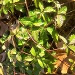 Rubus trivialis Leaf