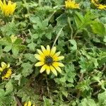 Arctotheca calendulaFlors