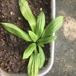 Plantago australis Deilen