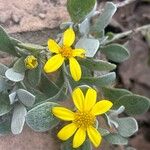 Osteospermum incanum ᱵᱟᱦᱟ