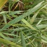 Bromus inermis Leaf