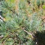 Pinus cembraList