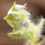 Trichodesma africanum Flor