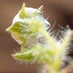 Trichodesma africanum Flower