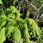 Acer spicatum Flors