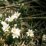 Lewisia pygmaea Hábito