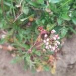 Capsella rubella Λουλούδι