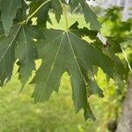 Acer saccharinumList