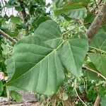 Erythrina amazonica Leaf