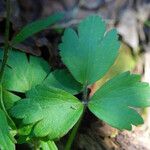 Ranunculus fascicularis List