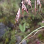 Tenaxia cumminsii Flor