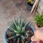 Aloe haworthioides Frunză