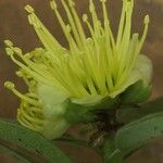 Xanthostemon pubescens Цветок