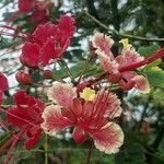 Caesalpinia pulcherrimaFloro