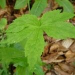 Ranunculus platanifolius Likasa