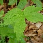 Ranunculus platanifolius Blad