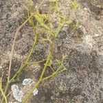 Bupleurum fruticescens Fruto