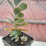 Kalanchoe laxiflora Ліст