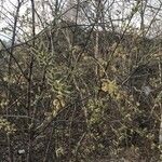 Salix caprea Blatt