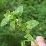 Theligonum cynocrambe Yaprak