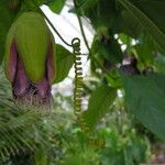 Passiflora quadrangularis Rinde