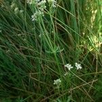 Galium saxatile Habit