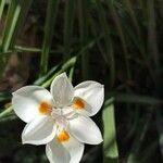 Dietes bicolor Blüte