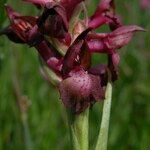 Anacamptis coriophora Flor