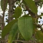 Ficus sansibarica برگ